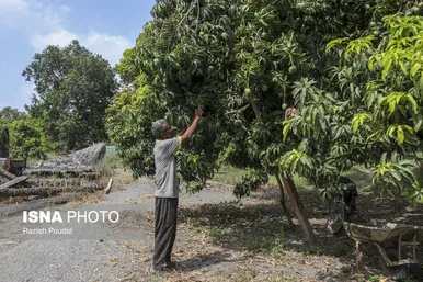 گزارش تصویری | برداشت «انبه» - میناب