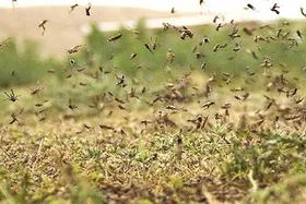احتمال درگیری ۴ استان دیگر با آفت ملخ صحرایی