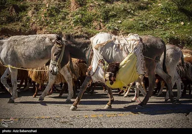 عبور عشایر از خرم آباد