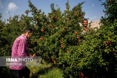 ایران زیباست | برداشت انار در لرستان