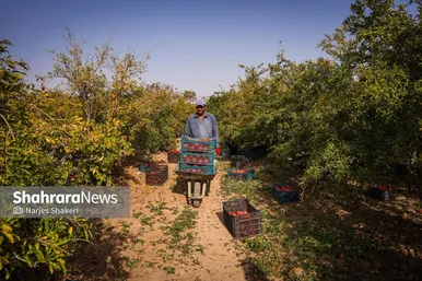 گزارش تصویری | فصل برداشت انار از باغ‌های شهرستان کاشمر