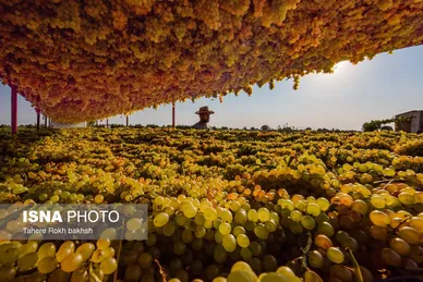 گزارش تصویری | شهرستان تاکستان قطب انگور ایران
