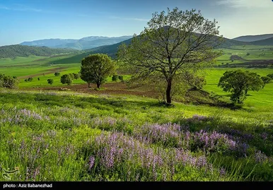 ایران زیباست | دشت گل‌های بنفش در شهرستان خرم آباد