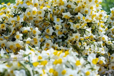 نذر گل نرگس به مقصد حرم