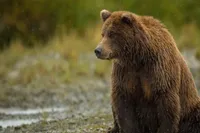 خرس قهوه‌ای در شمال استان فارس مشاهده شد + فیلم