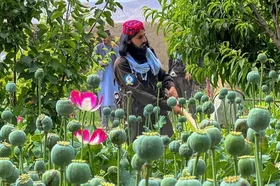 طالبان از سازمان ملل خواست برای کشت جایگزین خشخاش همکاری کند