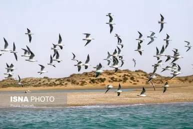 ایران زیباست | جزیره «مارو» در دل خلیج فارس