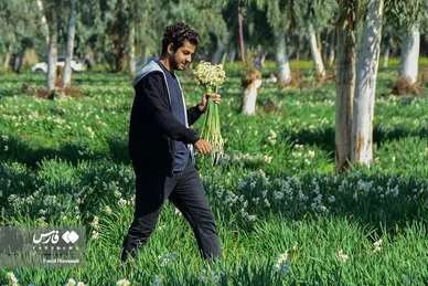 ایران زیباست | نرگسِ «بِهبهان»