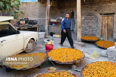 ایران زیباست | «خرو» بزرگ‌ترین تولیدکننده آلو در کشور