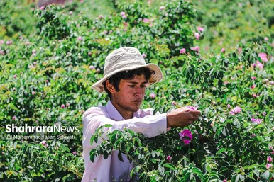 گزارش تصویری | برداشت گل محمدی از روستای فرخد «قمصر خراسان»