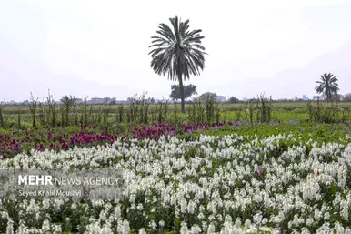 ایران زیباست | برداشت گل در حمیدیه خوزستان