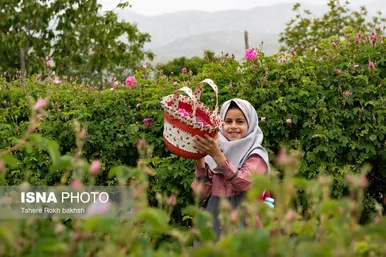 گزارش تصویری | برداشت گل محمدی و تهیه گلاب به یاد دانش‌آموزان شهید میناب - میمند