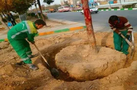 روتبال درختان در فضای سبز پادگان لشگر ۷۷ مطابق نقشه&zwnj;های ابلاغی شورای عالی معماری شهرسازی