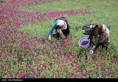 ایران زیباست | برداشت گل گاو زبان در روستای سجیران گیلان