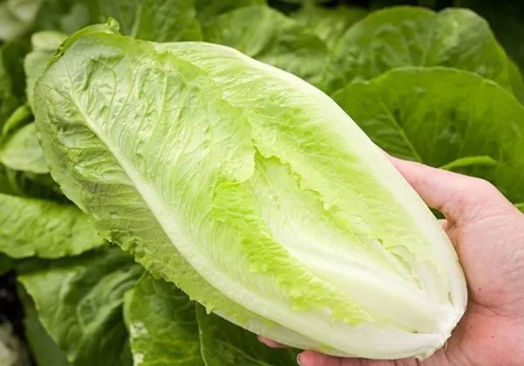 آنچه درباره کاهو نمی دانید