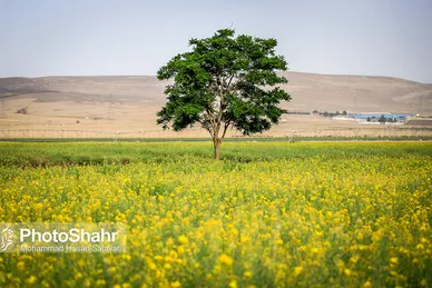 مزارع زرد کلزا