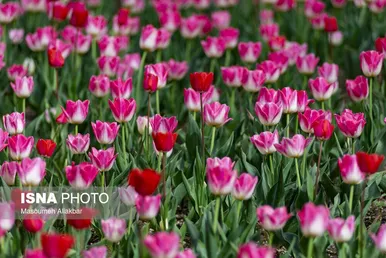 ایران زیباست | یازدهمین جشنواره لاله‌های کرج