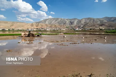 گزارش تصویری | رونق کشت برنج در حاشیه رودخانه قزل اوزن
