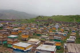 سرشماری زنبورستان&zwnj;های خراسان رضوی در حال انجام است