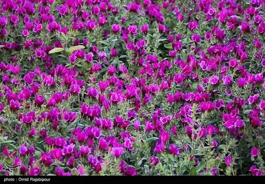 ایران زیباست | برداشت گل گاو زبان در روستای سجیران گیلان