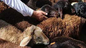 عرضه و ذبح دام همزمان با عید قربان در ۵ مرکز مجاز سطح شهر مشهد+ آدرس مراکز (۵ تیر ۱۴۰۲)