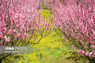 ایران زیباست | طبیعت بهاری روستاهای اطراف ساری