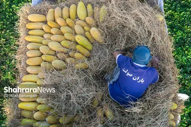 فصل برداشت خربزه‌ جامی