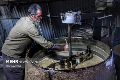 برداشت نیشکر در مازندران