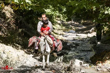 برداشت گردو در اطراف شهر درگز