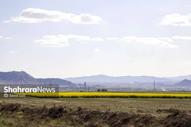 گزارش تصویری | مزارع «کلزا» در نزدیکی مشهد