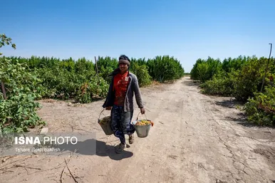 گزارش تصویری | شهرستان تاکستان قطب انگور ایران