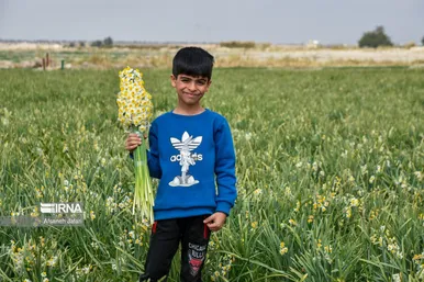 ایران زیباست | نرگس‌زارهای کازرون