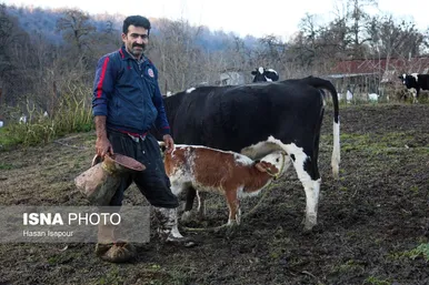 گزارش تصویری | دامداری سنتی گالش مِنزل - سوادکوه