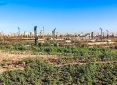 آغاز عملیات اجرایی پروژه باغ رویش در مشهد (۱۳ اردیبهشت ۱۴۰۴)